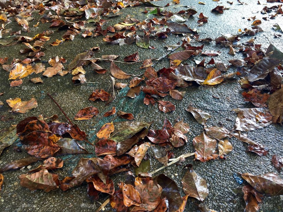 Fall foliage after a rain