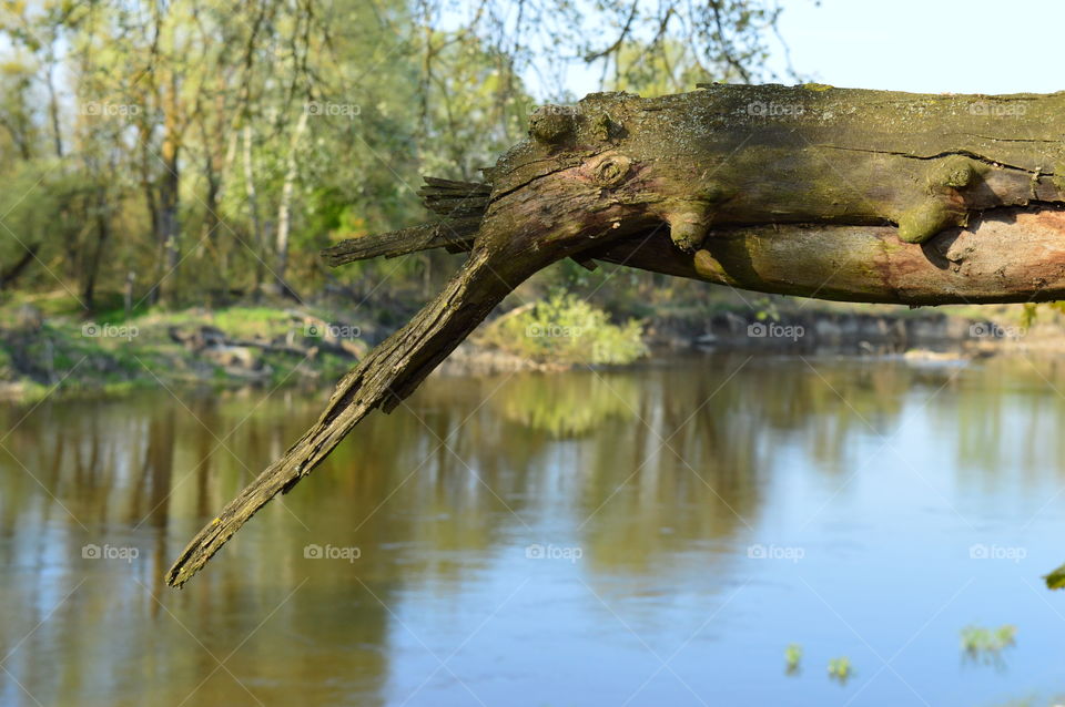Broken tree on the Bug River in Poland