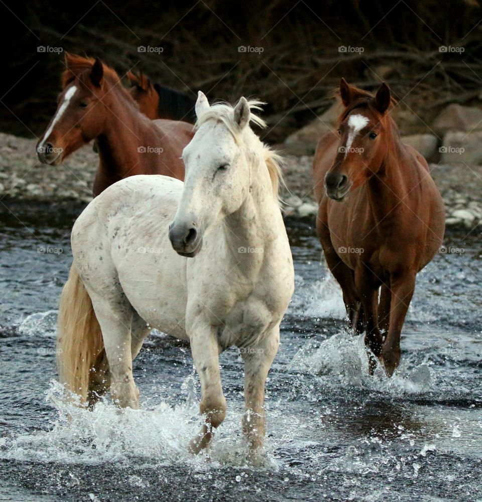 Wild Horses Crossing the River