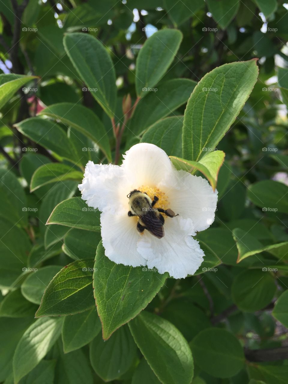 Bee feeding on a flower