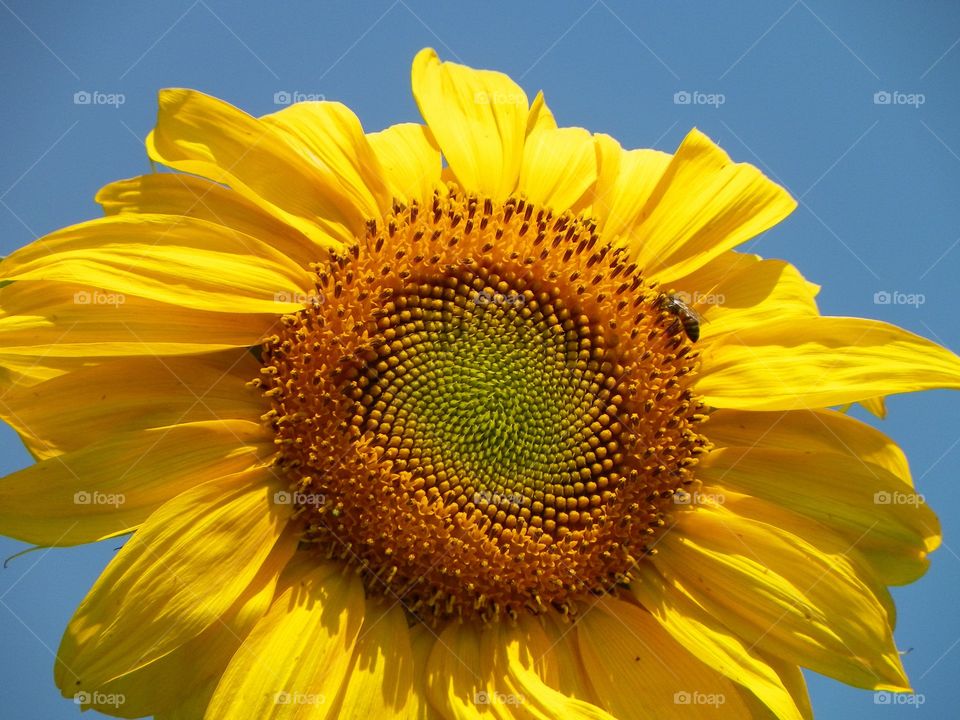 Sunflower close up 