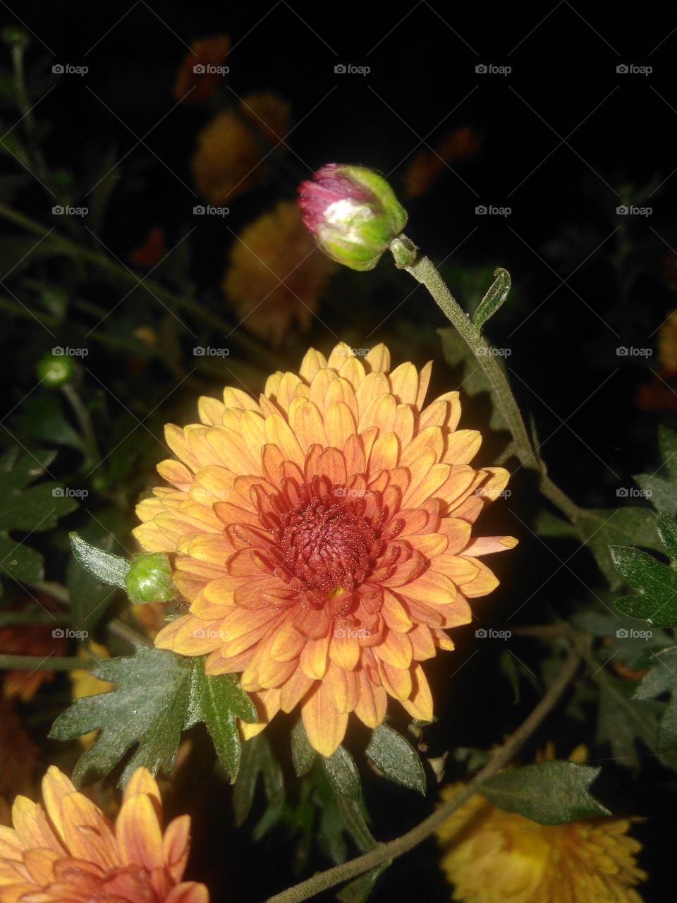 Dual colored flowers
orange chrysanthemum