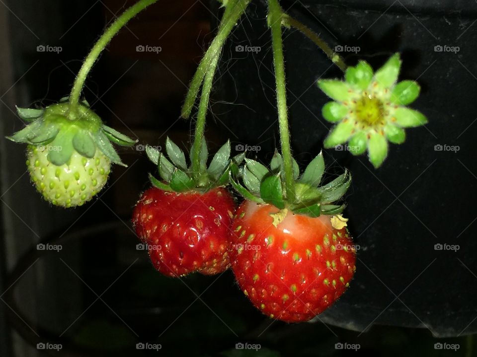 Strawberry