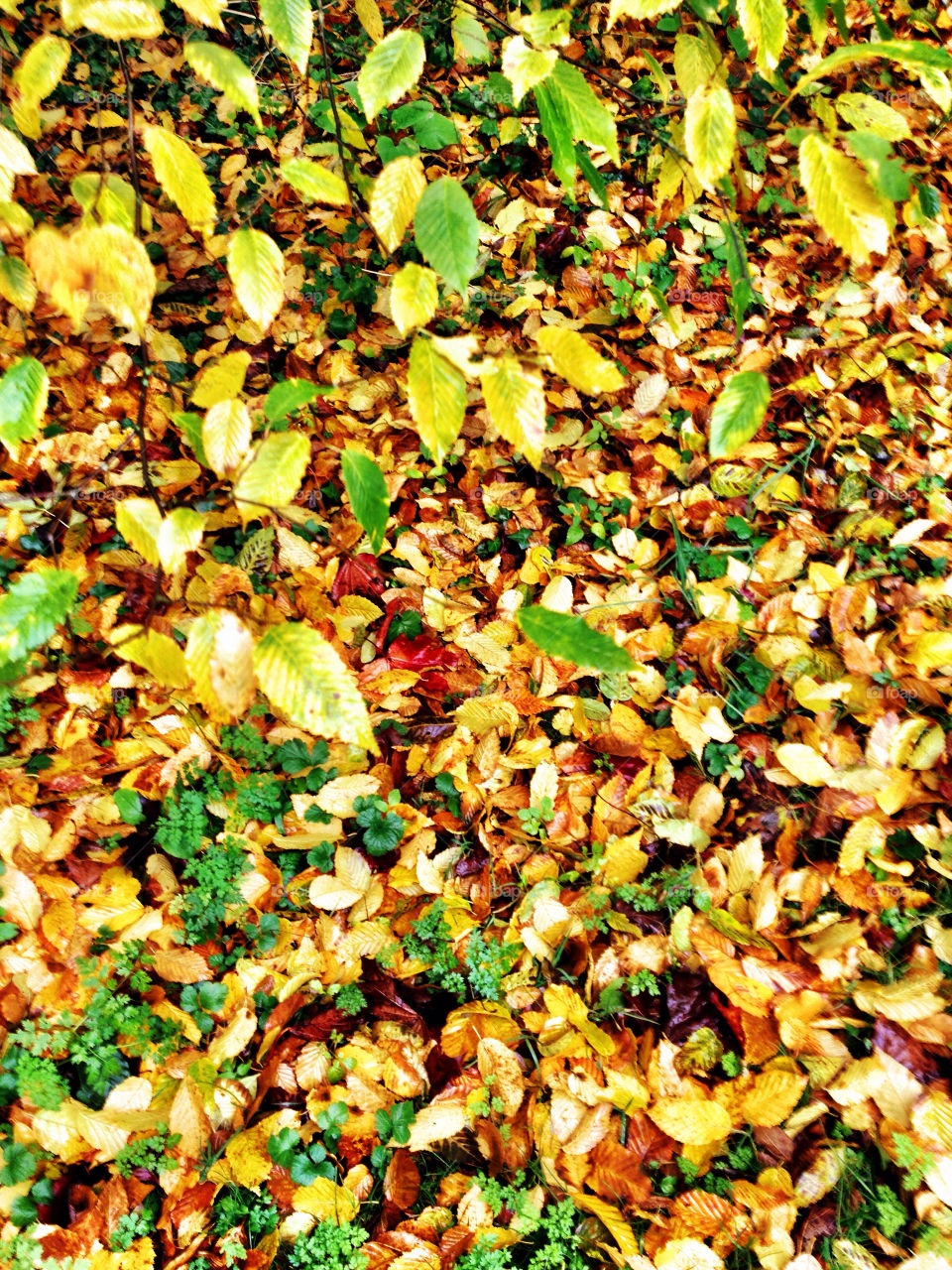 leaves autumn colour vibrant by simonj