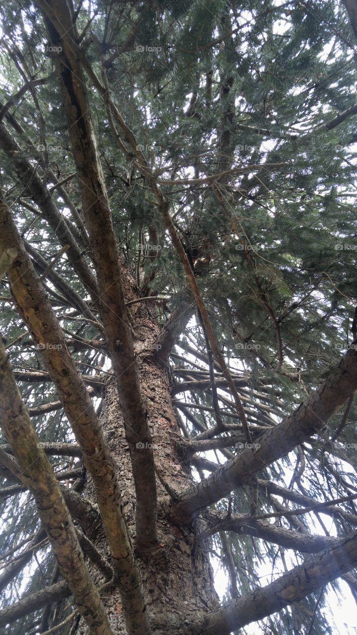 up a tree