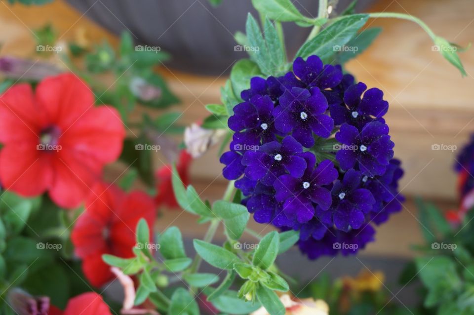 Purple petal flowers