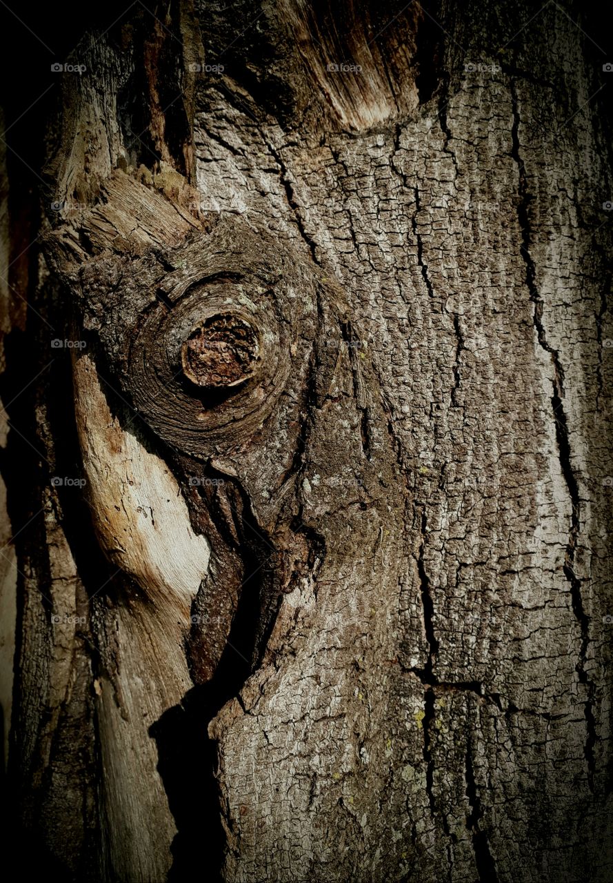 Tree Trunk Texture.