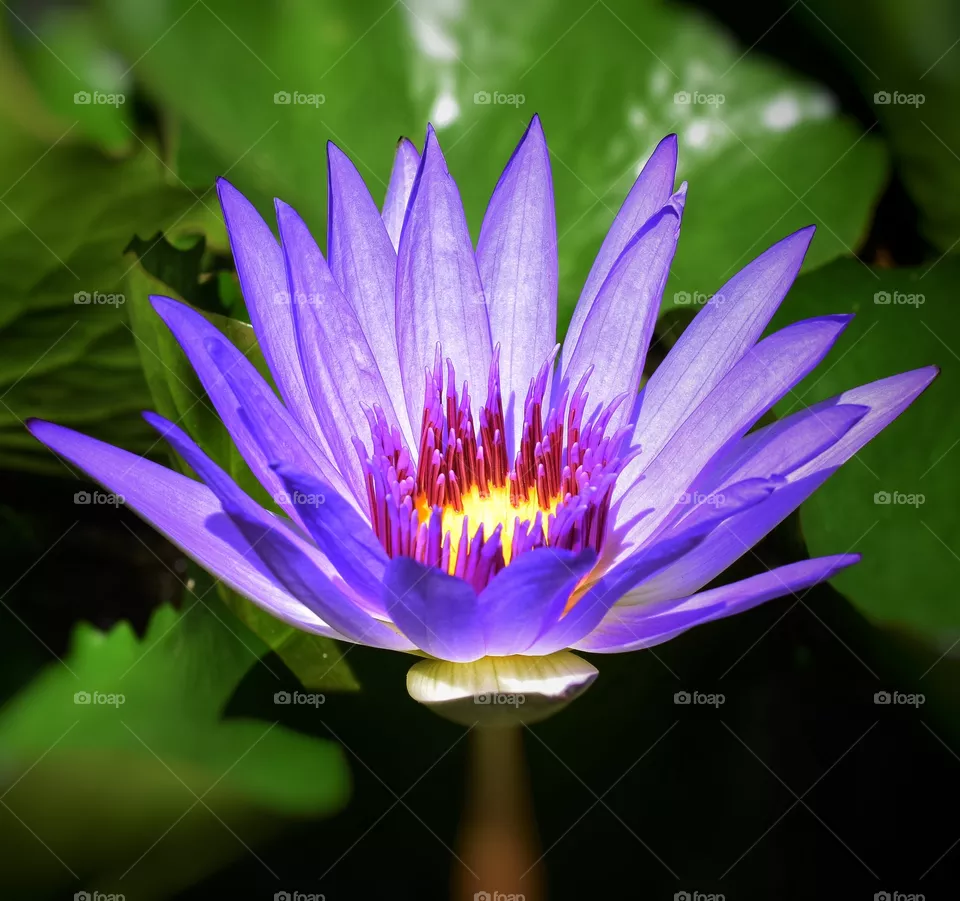 lotus