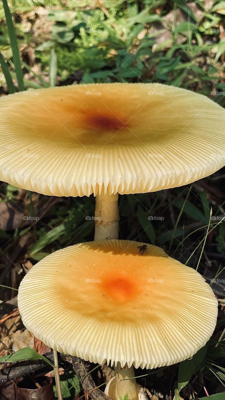 Fungus