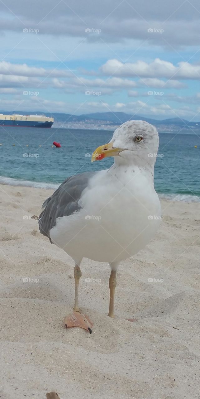 lovely seagull