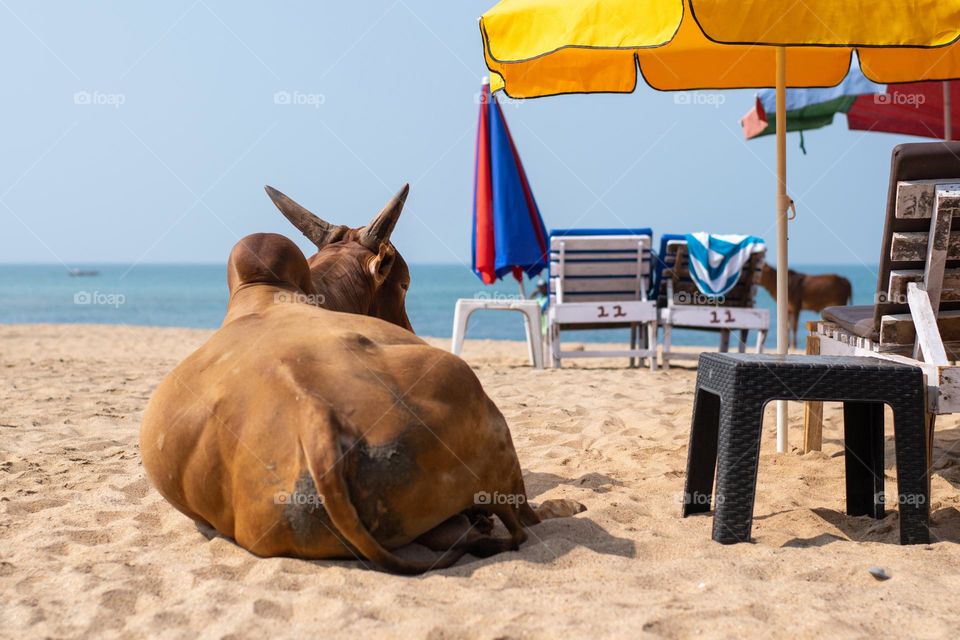 Not The Usual Sunbather