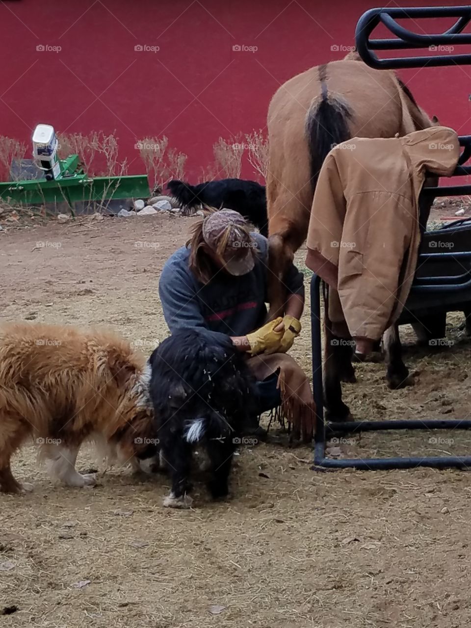 Working with horses around dogs