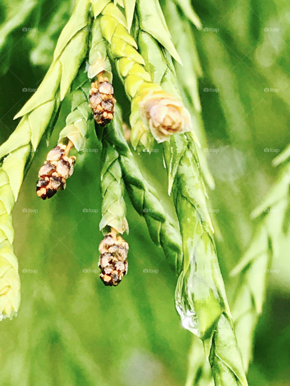 Nature, Leaf, Flora, Food, Insect