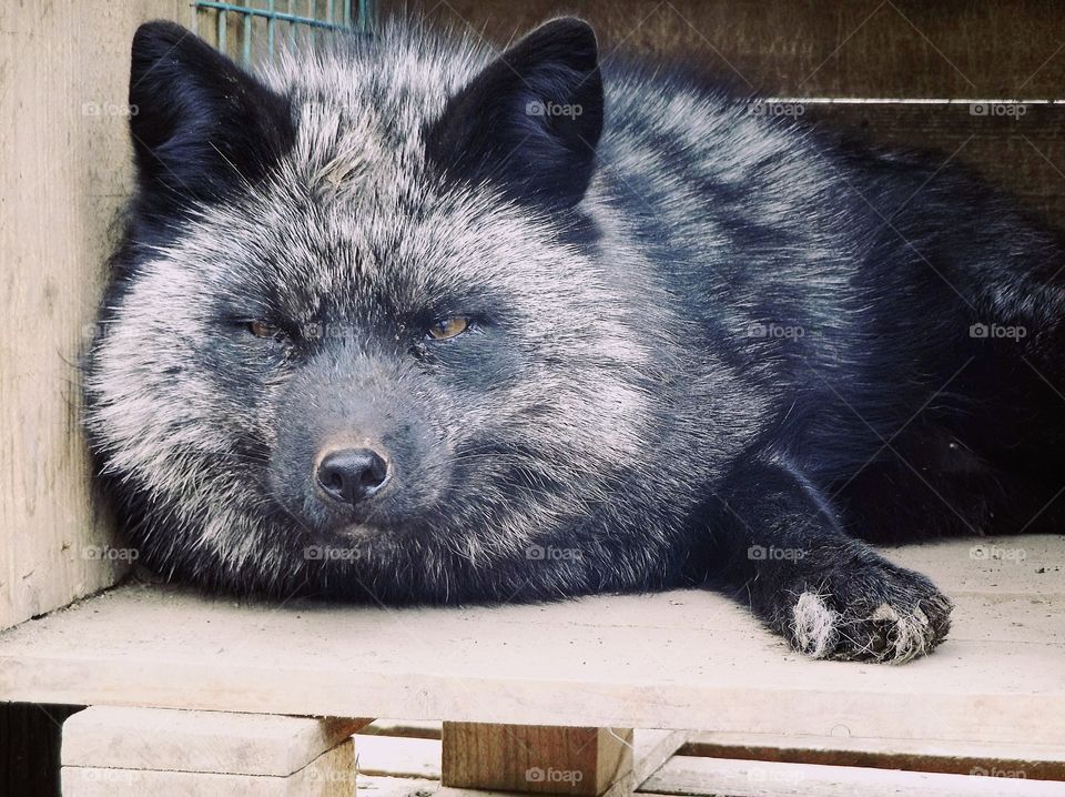 Black and Gray sleepy fox