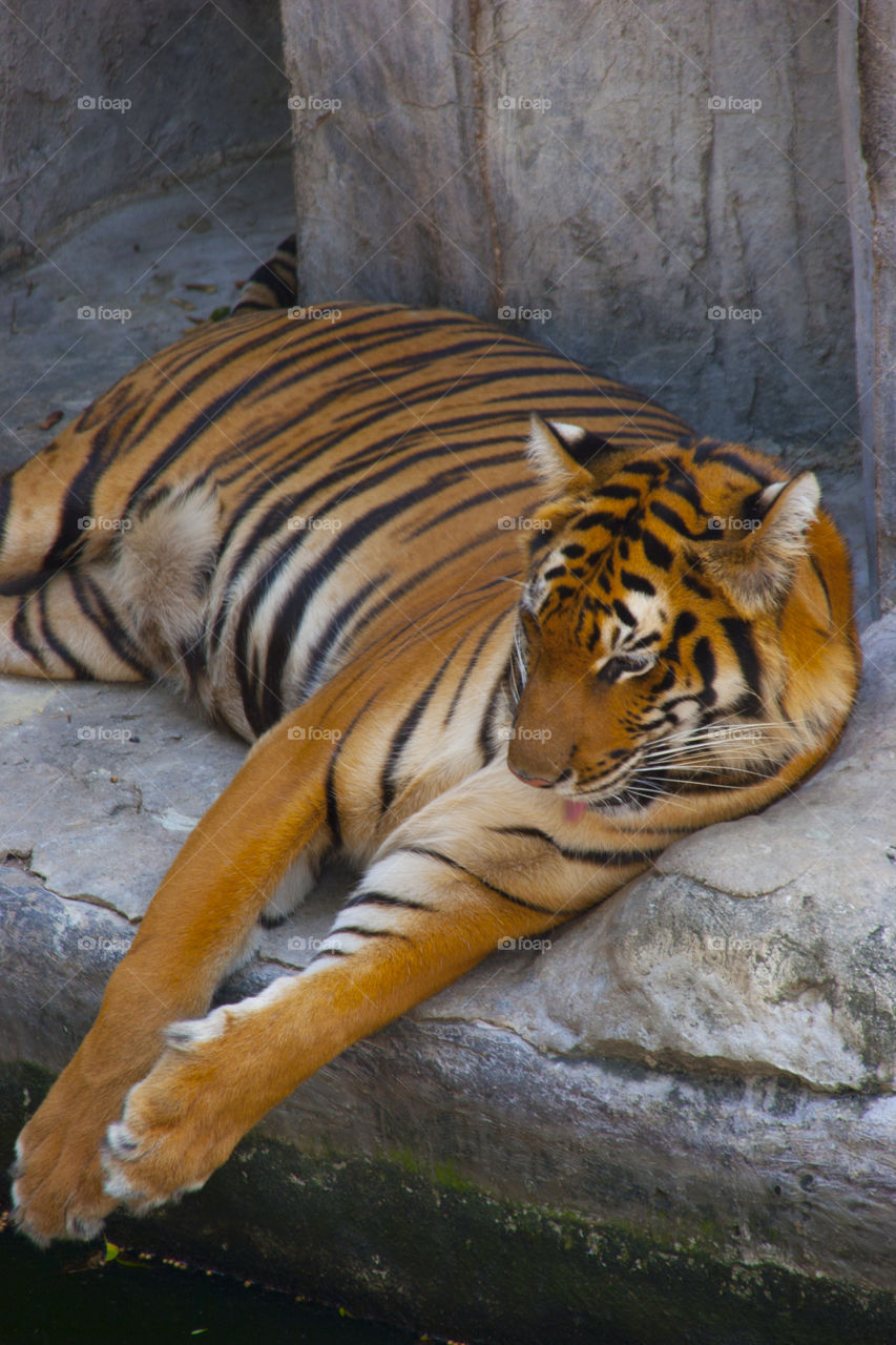 THE BENGAL TIGER IN PATTAYA THAILAND