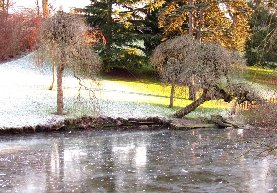 Frozen pond and trees