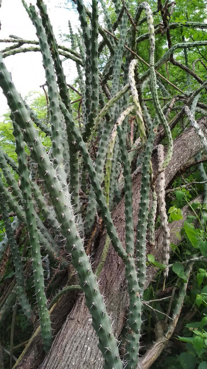 Rabo de raposa espinhosa