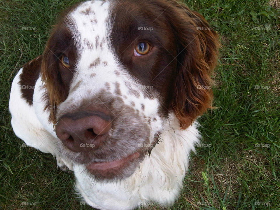 smiling Springer spaniel