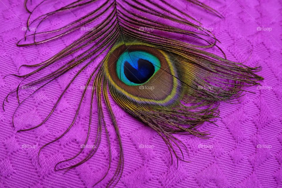 "eye" of the peacock feather