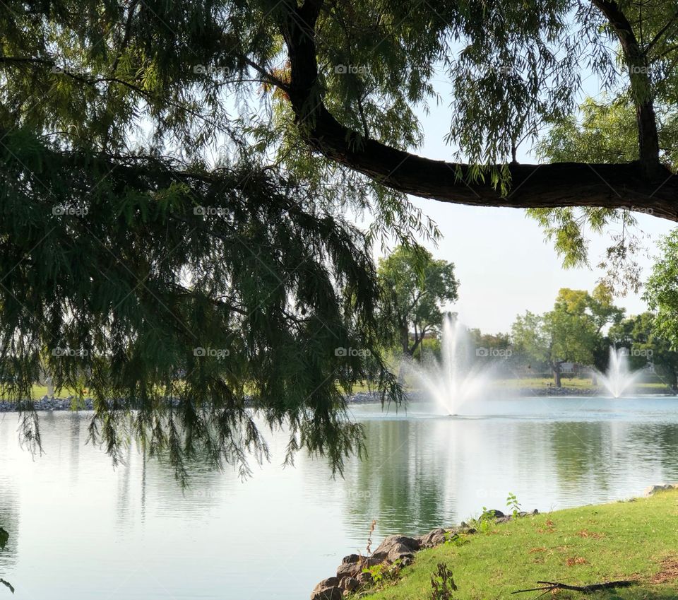 Weeping Willow on the Pond