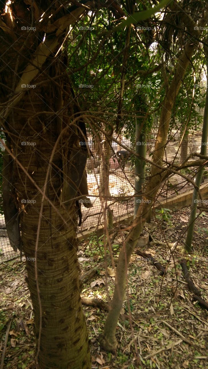 Tree, Wood, Nature, No Person, Leaf