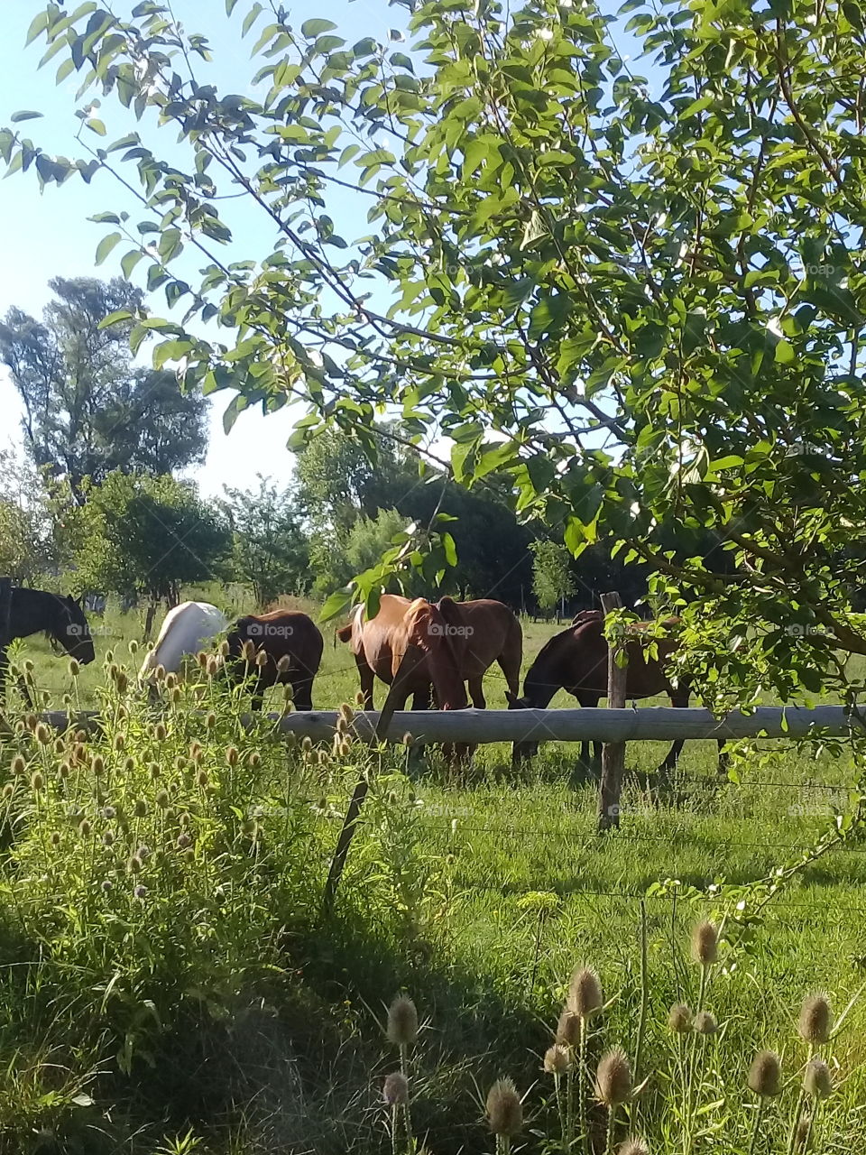 imágenes de caballos pastando en el campo en una calurosa y despejada tarde de verano