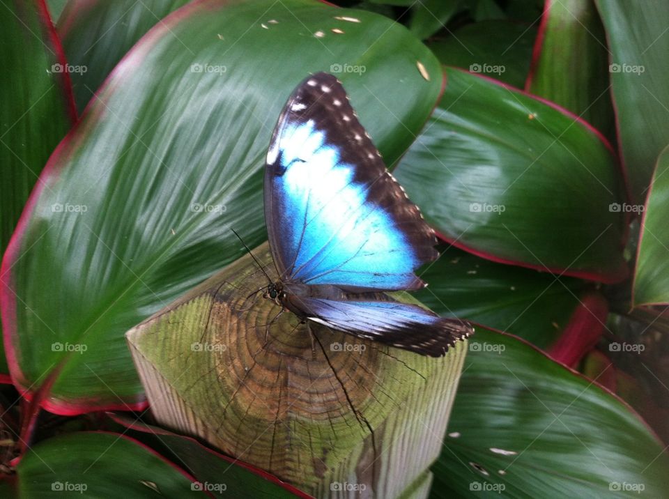 Blue butterfly dreams