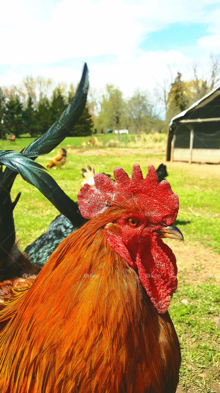 rooster cockburn