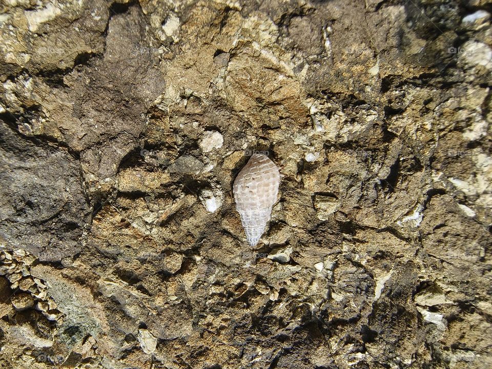 Hermit crab on a rock in the sea, closeup of photo