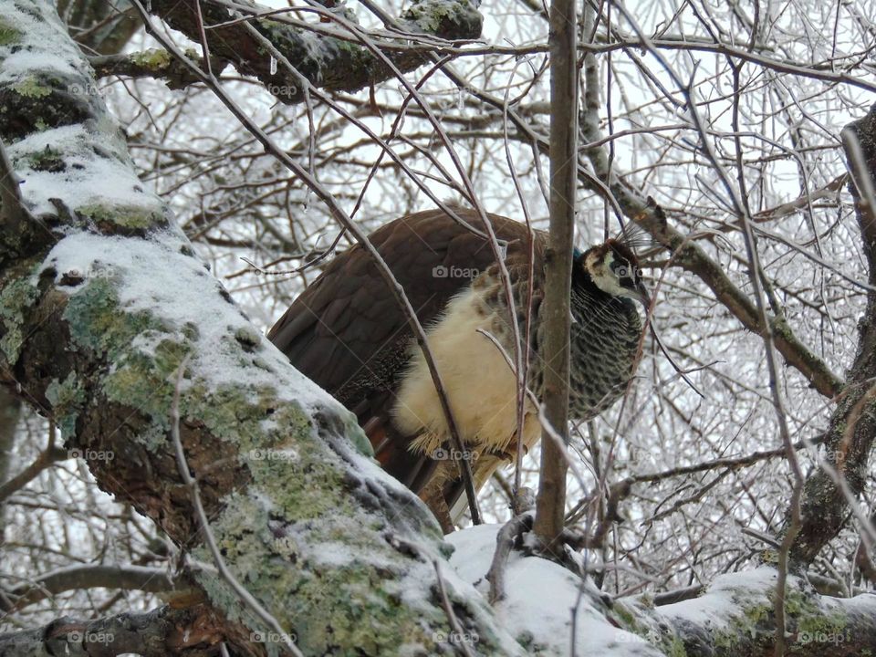 Peahen in a snowy tree