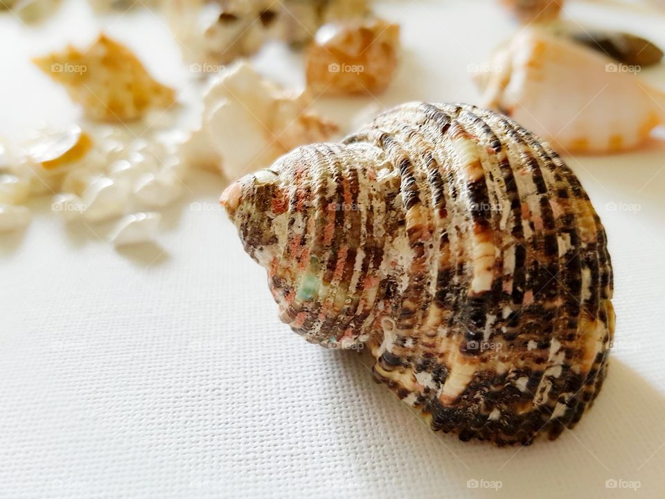 Beautiful multi colour sea shell.