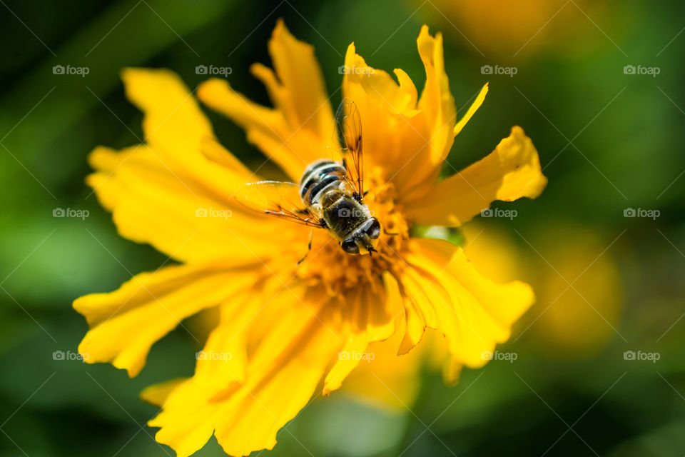 Bee on Yellow Flower