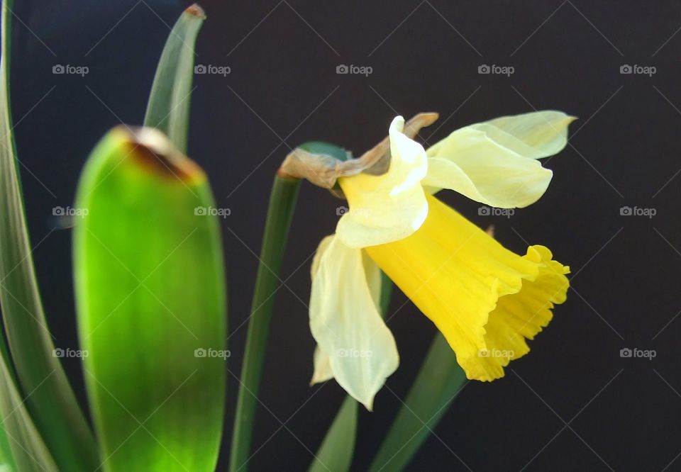 Daffodil