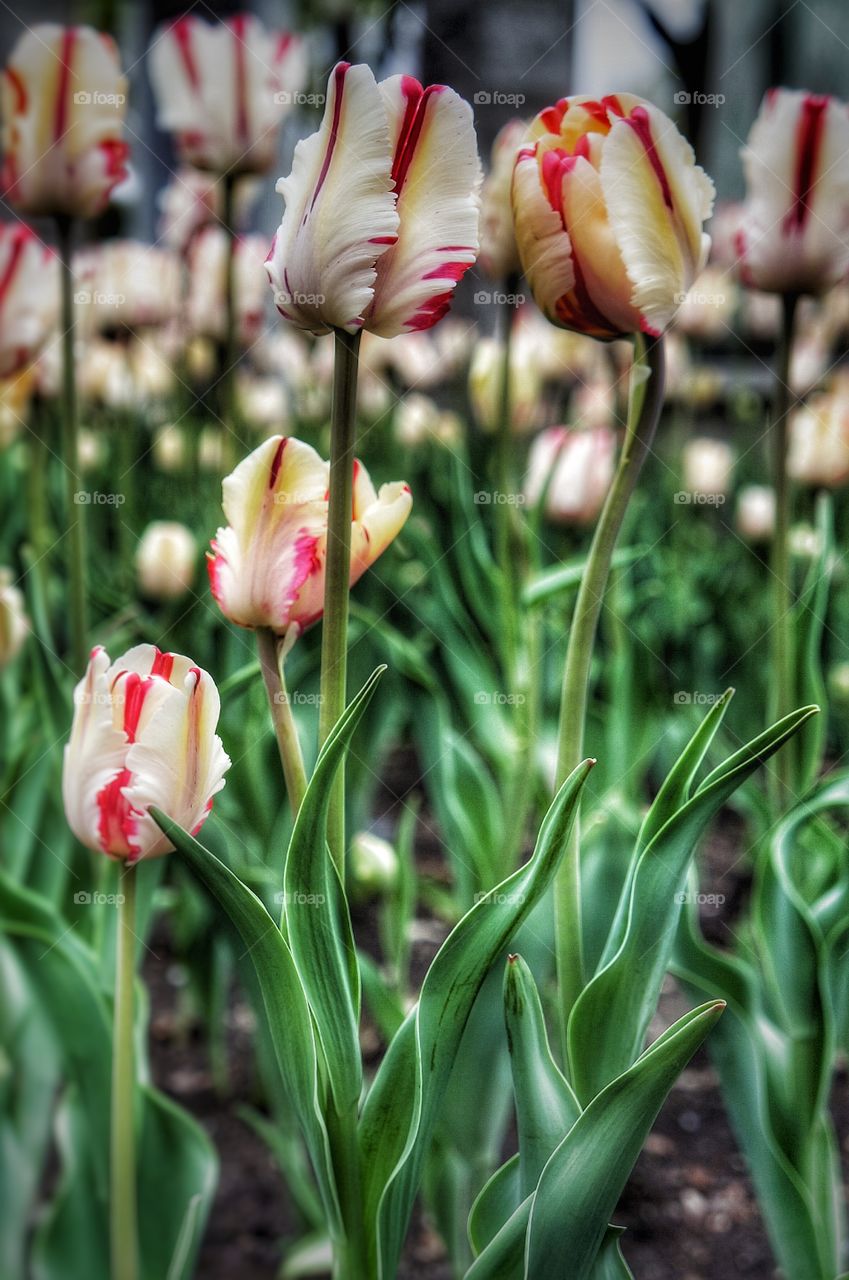 Tulips