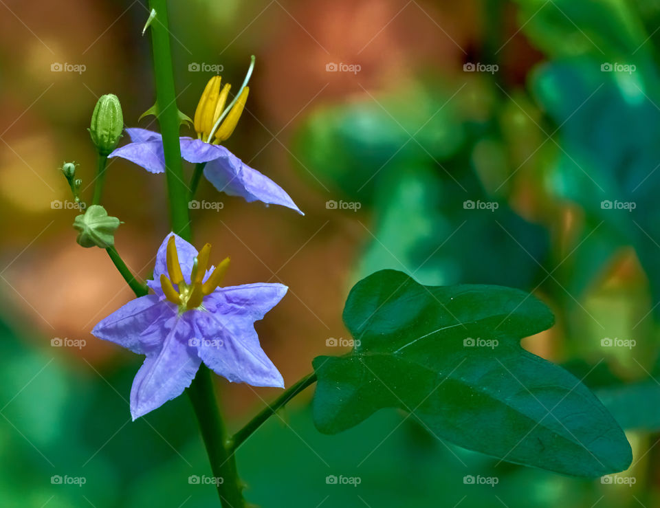 Floral photography - Solanum