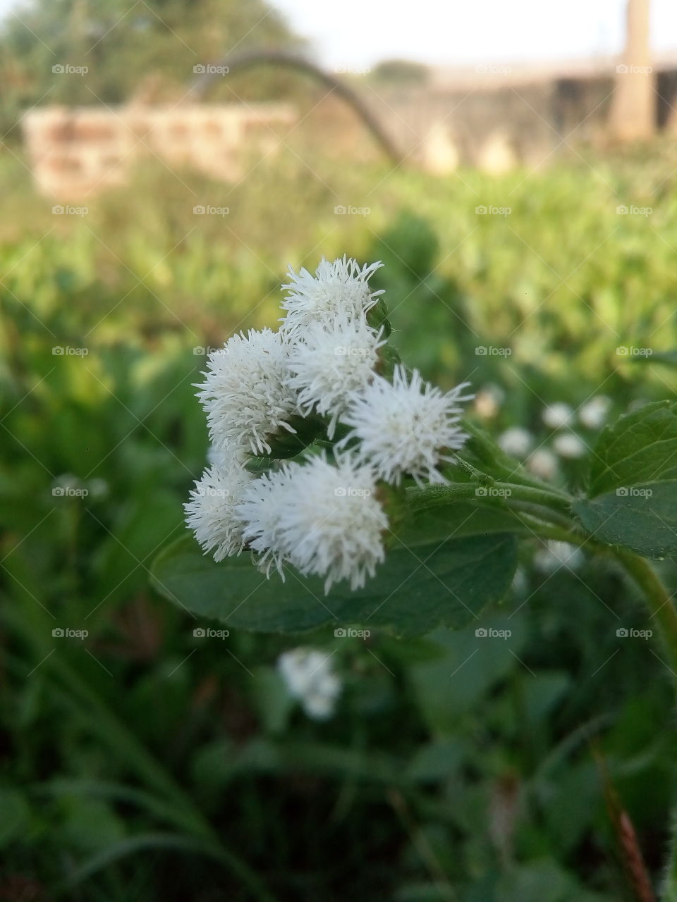 white tiny flower