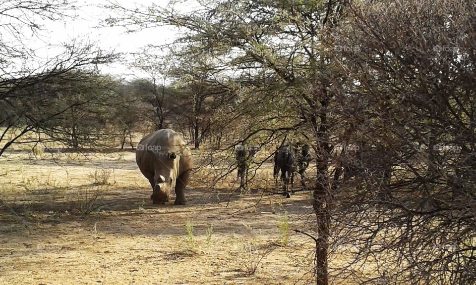 Rhino and Wildebeests in the Bush