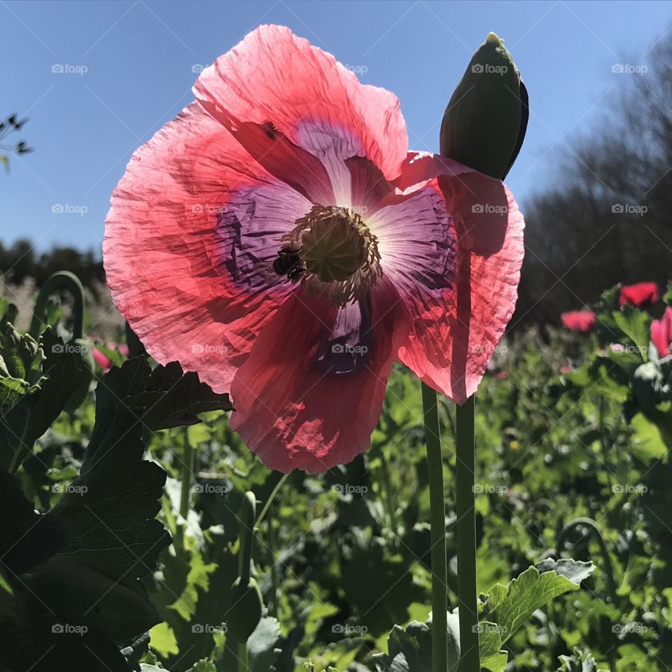 Poppy flower-a flower for remembering people in World War I  ANZAC Day in Australia 
