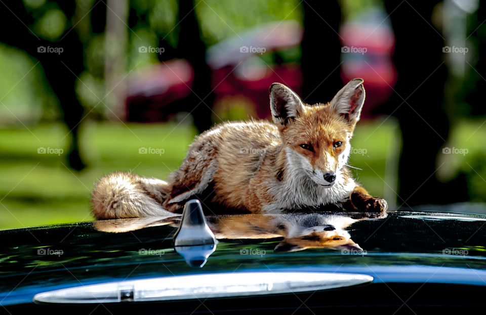 Fox on the roof