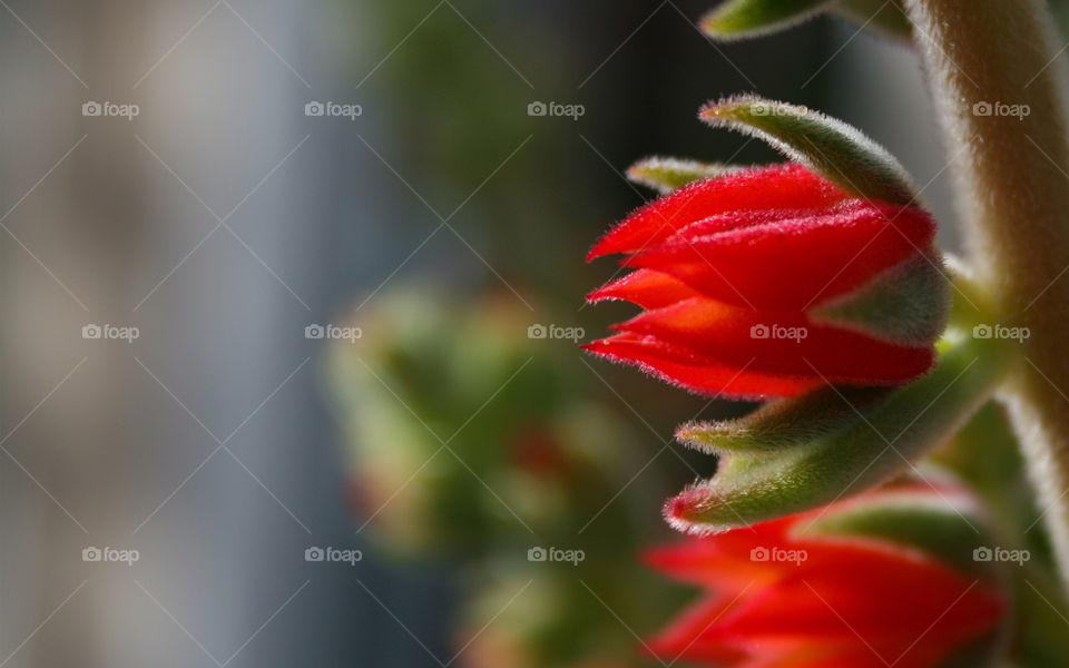 flower macro close red by majamaki