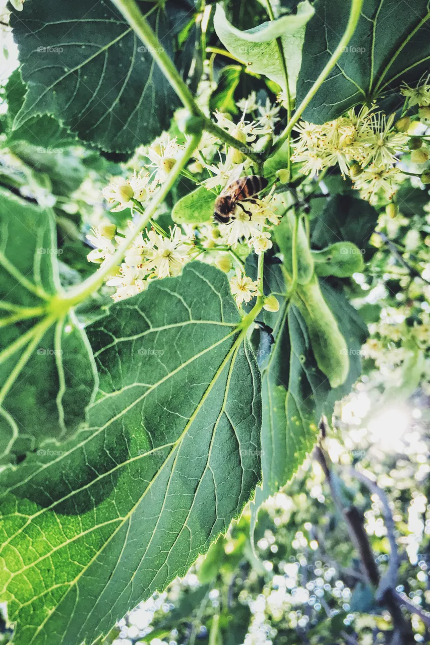 Leaves