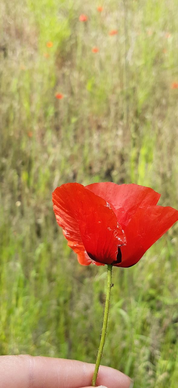 Red and green