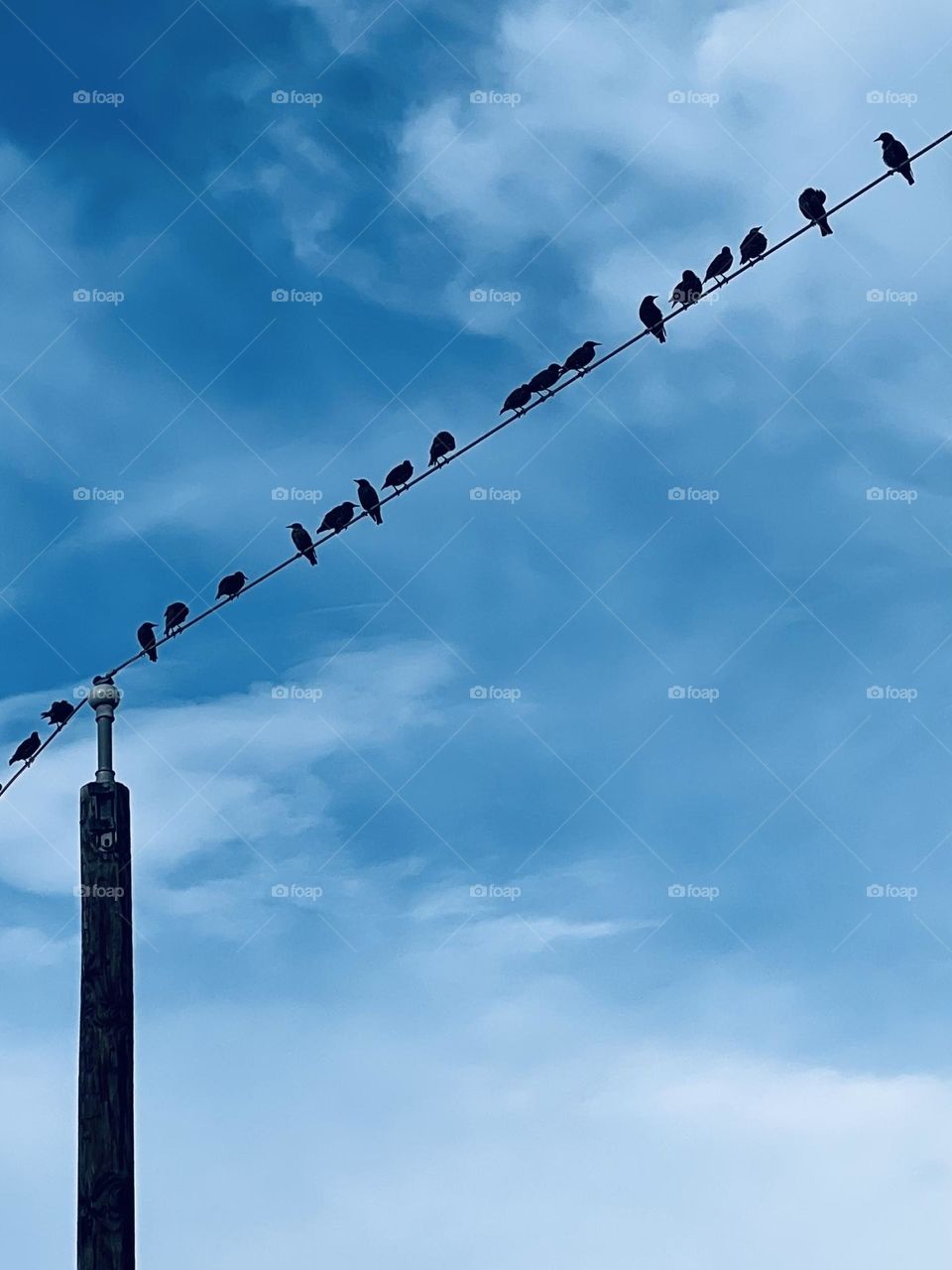 Bird watching mission. Black birds, I think they’re grackles, perched on an electrical wire. 