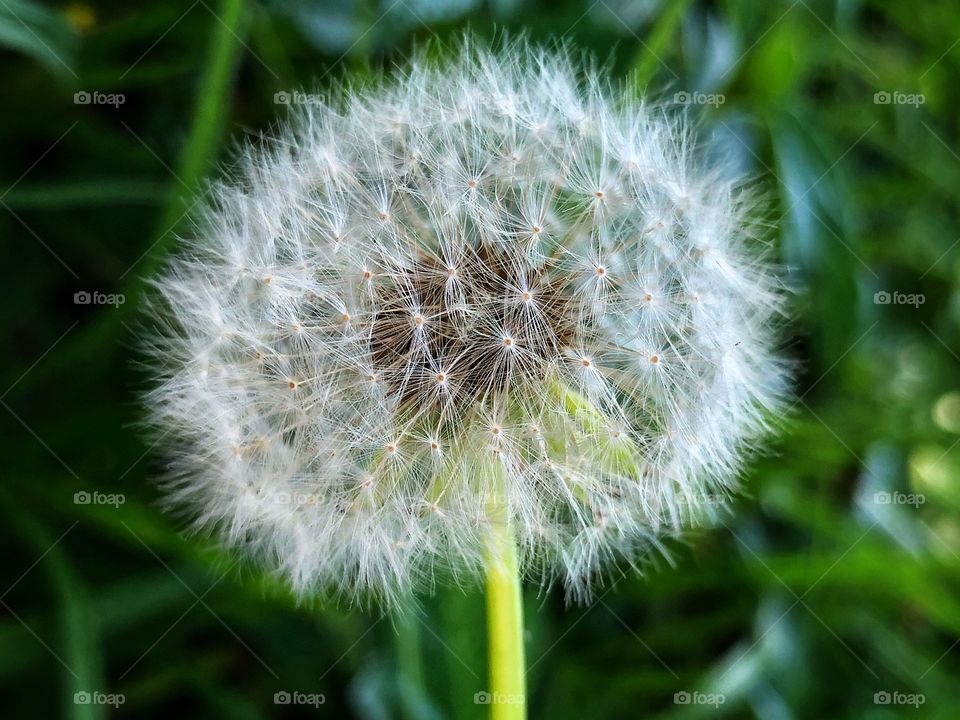 A lone dandelion in the garden... Beginning me to blow. A white spot in a sea of green grass...