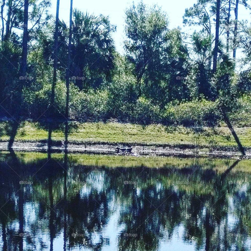 alligator on the shore