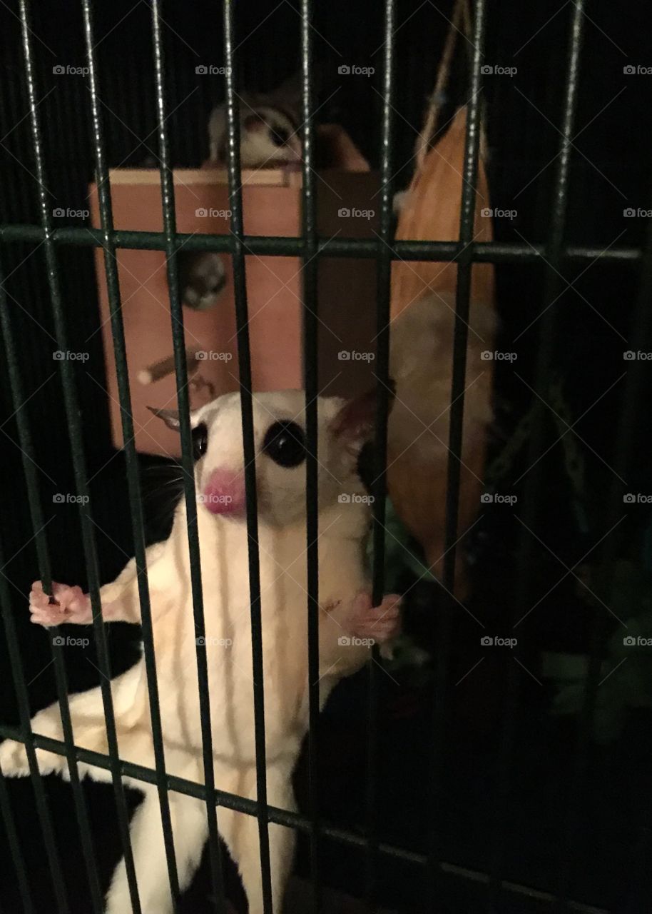 Sugar glider: Casanova “Nova” for short