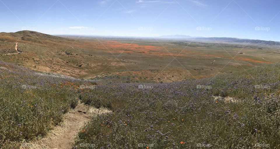 Poppy Reserve panorama. 