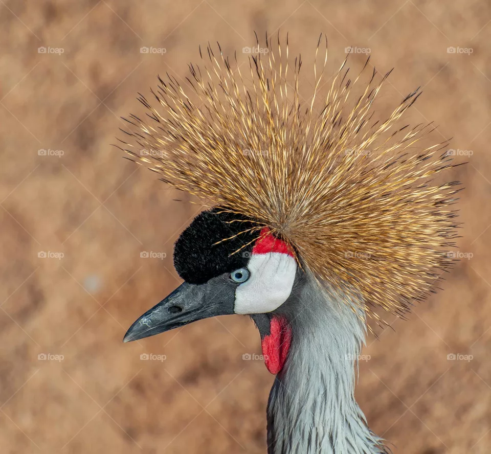 Spectacular birds