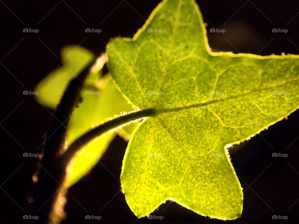 Young ivy leaf