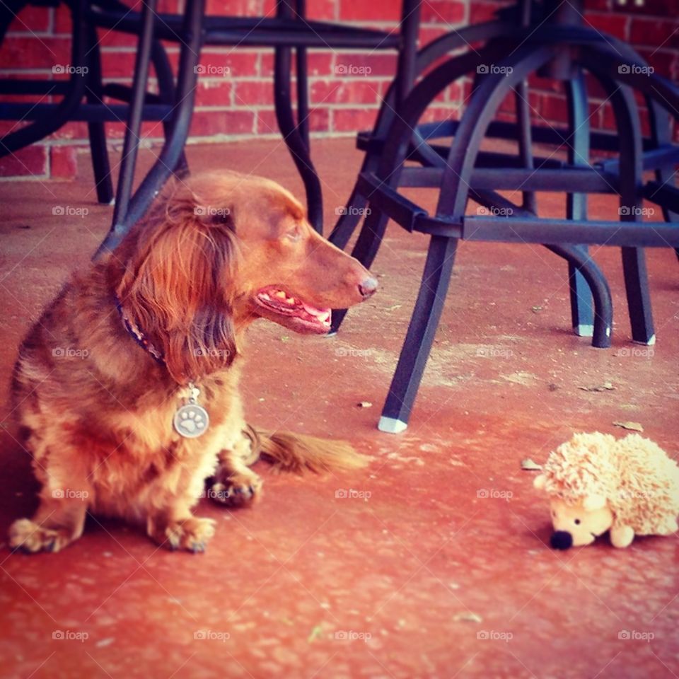 Long Haired Doxie